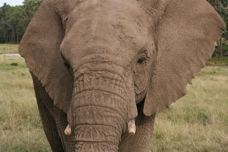 Elephant Sanctuary (15).jpg